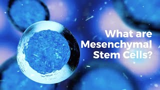 What are mesenchymal stem cells [upl. by Sunil]