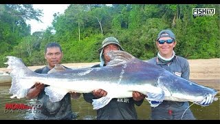 PIRAIBA SURINAME  PESCANDO GIGANTES [upl. by Omocaig206]