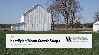 Identifying Wheat Growth Stages [upl. by Anikram]