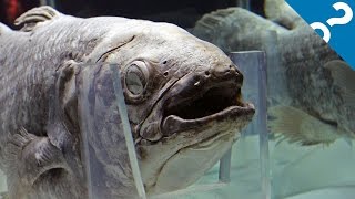 5 Bizarre Facts About the Coelacanth  What the Stuff [upl. by Denny673]