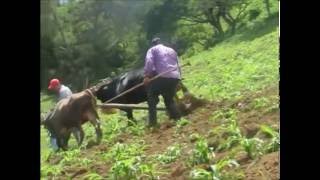 El Campesino Y El SolLa Dinastia de TuzantlaMich [upl. by Healey]