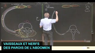 Anatomie des vaisseaux et nerfs des parois de labdomen Parois de labdomen 6 [upl. by Ahsietal]