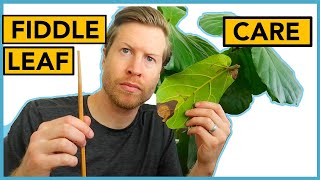 Fiddle Leaf Fig Care  Houseplant Howto Ep 18 [upl. by Moriyama]