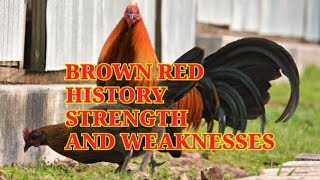 Brown Red history and characteristics [upl. by Jump970]