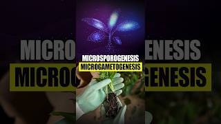 Microsporogenesis and Microgametogenesis [upl. by Imre]