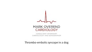 Thrombo embolic syncope in a dog [upl. by Bysshe]