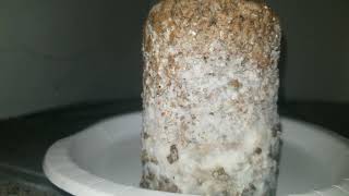 How to spot contamination in your mycelium [upl. by Johnnie214]