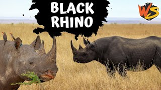 What You Need to Know About Black Rhinos Endangered Giants [upl. by Yentuoc]