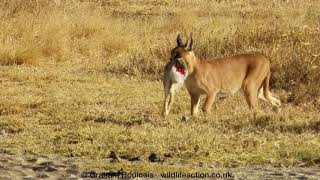 A fantastic Caracal and a successful hunt [upl. by Orsola551]