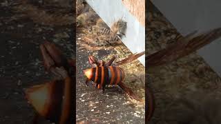 Even in Death Giant Hornet Frightens the Japanese Honeybees [upl. by Zeuqram610]