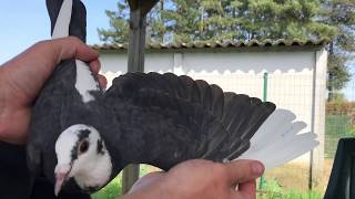 Belgian Racing Pigeons  Houben Loft Idea  100 Bird Flock [upl. by Kingdon]