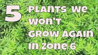 5 Plants We Wont Grow Again in Zone 6 and Why [upl. by Eelirol]