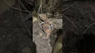 How To Calm A Spooked Leopard Gecko [upl. by Wake]