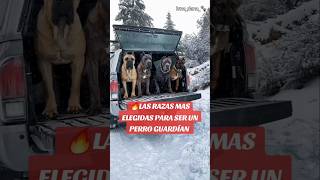 🔥Los MEJORES PERROS GUARDIANES ¿Y tú añadirías alguno más perros perrosfuertes perrosguardianes [upl. by Mair123]