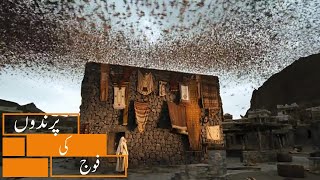 Birds Defending KAABA  Urdu Dubbed  پرندے کعبہ کا دفاع کرتے ہیں [upl. by Marla]