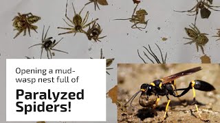 Mud wasp catches over 25 spiders for her nest [upl. by Enilegnave905]