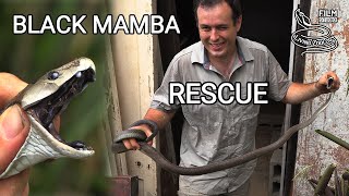 Deadly venomous Black mamba in the house snake rescue in South Africa 2 meters long mamba [upl. by Fiertz]