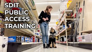 SERVICE DOG IN TRAINING PUBLIC ACCESS OUTING  public access training at tractor supply [upl. by Latsyrd171]