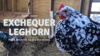 Exchequer Leghorn 5Month Old Chickens [upl. by Ahseel]