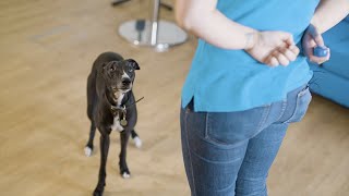 How to Train Your Dog Using a Clicker  The Battersea Way [upl. by Nnyletak639]