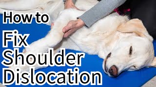 How Do You Fx Shoulder Dislocation in Dog [upl. by Anert]