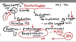 Denitrification 5 stage of Nitrogen Cycle [upl. by Guillema]