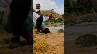 Incredible Tarpon Catch on Light Gear  Beach Fishing Adventure in Puerto Rico tarponfishing [upl. by Buote]