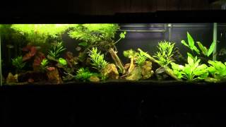 Cyanobacteria and why Ill never fully eradicate it from my Aquaria [upl. by Adiaj934]