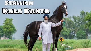 Punjab  India’s Top Stallion Kala Kanta  Behbal Stud Farm  King Of Marwari Horses  scoobers [upl. by Inod]