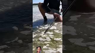 fishing mudcrab fish mudfish shark muddyoutdoors animals ocean primitive [upl. by Platon43]