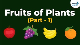 Types of Fruits of Plants  Morphology of Flowering Plants  Dont Memorise [upl. by Kyte]