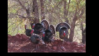 24 Mexico Goulds Turkey Hunt Finale  Record Book Beard and Gobblers Strutting Everywhere [upl. by Grider37]