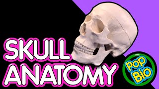 Skull Anatomy with Helpful Tips to Remember Bones [upl. by Junko67]