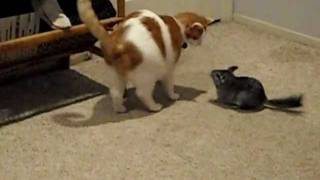 Chinchilla vs Cat [upl. by Cob]