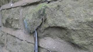 Cement pointing damages stone  perfect example [upl. by Nnylyahs]