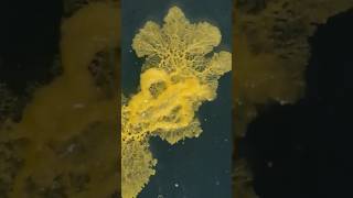 Slime mold  what is slime mold  science fact video  short video funny short video  educational [upl. by Hetti803]