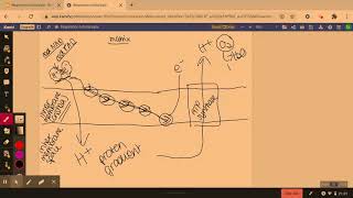 Oxidative Phosphorylation Definition Function Steps and Mechanism [upl. by Kast]