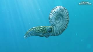 Mosasaur and Ammonite animation clips Ancient New Zealand [upl. by Arde]