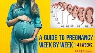 A Guide To Pregnancy Week By Week  141Weeks exam pregnancy pregnant [upl. by Pytlik]