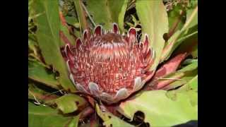 Proteaceae South Africa 2015 [upl. by Atis447]