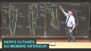 Anatomie des nerfs cutanés du membre inférieur Membre inférieur 12 [upl. by Eseenaj317]