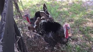 Turkey Sounds Funny Turkey Gobble Gobble [upl. by Nore]