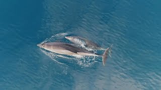 Dauphins en parade à Menton et RoquebruneCapMartin [upl. by Esoj]