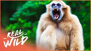 Gibbons The Forgotten Apes In Peril Wildlife Documentary  Real Wild [upl. by Woll]