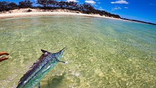 Marlin On Tropical Beach [upl. by Rinee153]