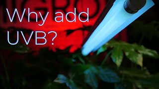 How does UV light affect plant growth feat Dr Bruce Bugbee and Prof Erik Runkle [upl. by Manas]