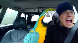 The FUNNIEST Parrots 🦜 🤣 Best Compilation [upl. by Gibe]