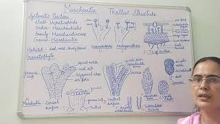 Marchantia Thallus Structure [upl. by Akemit]