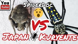 GAGAMBANG JAPAN VS KURYENTE Monster Spider Fight [upl. by Dame]