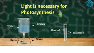 Light is necessary for photosynthesis [upl. by Airdnaed432]